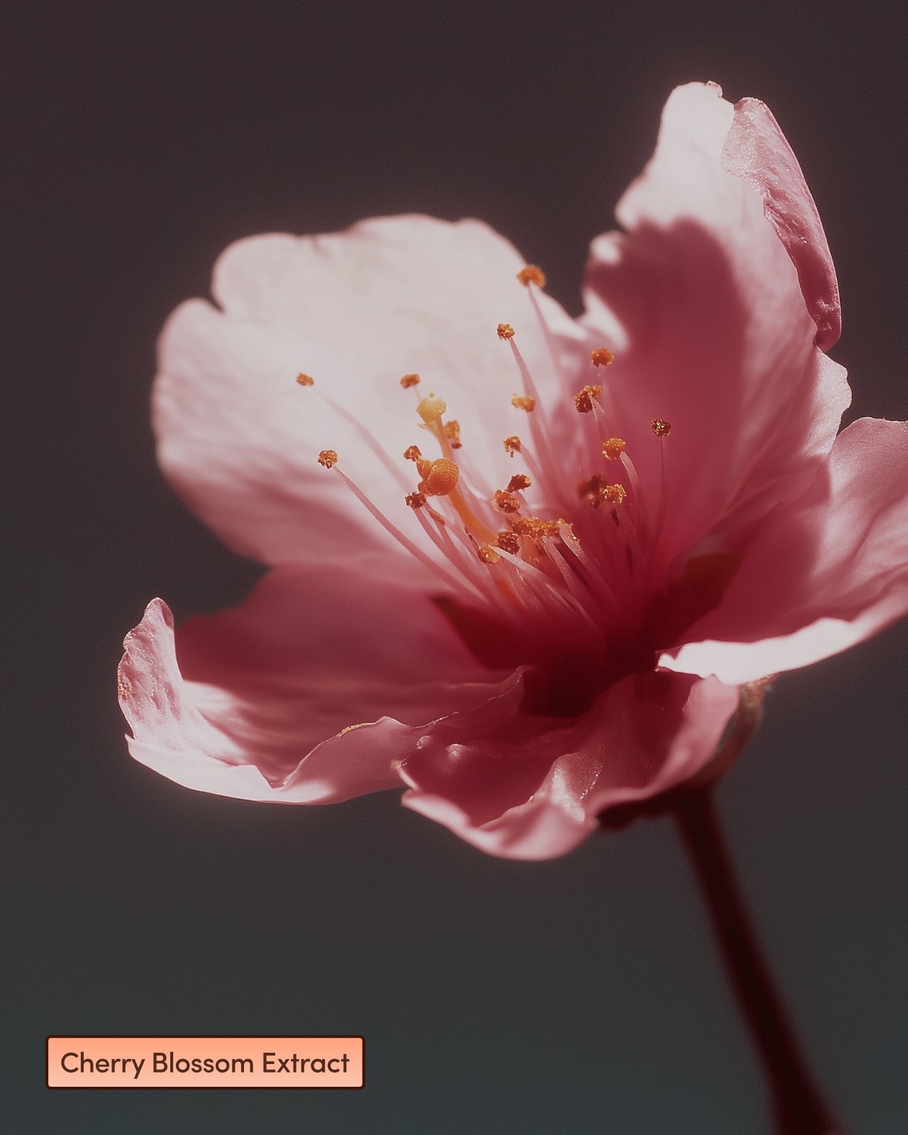 Sun Daughter Botanical Beauty Supplement