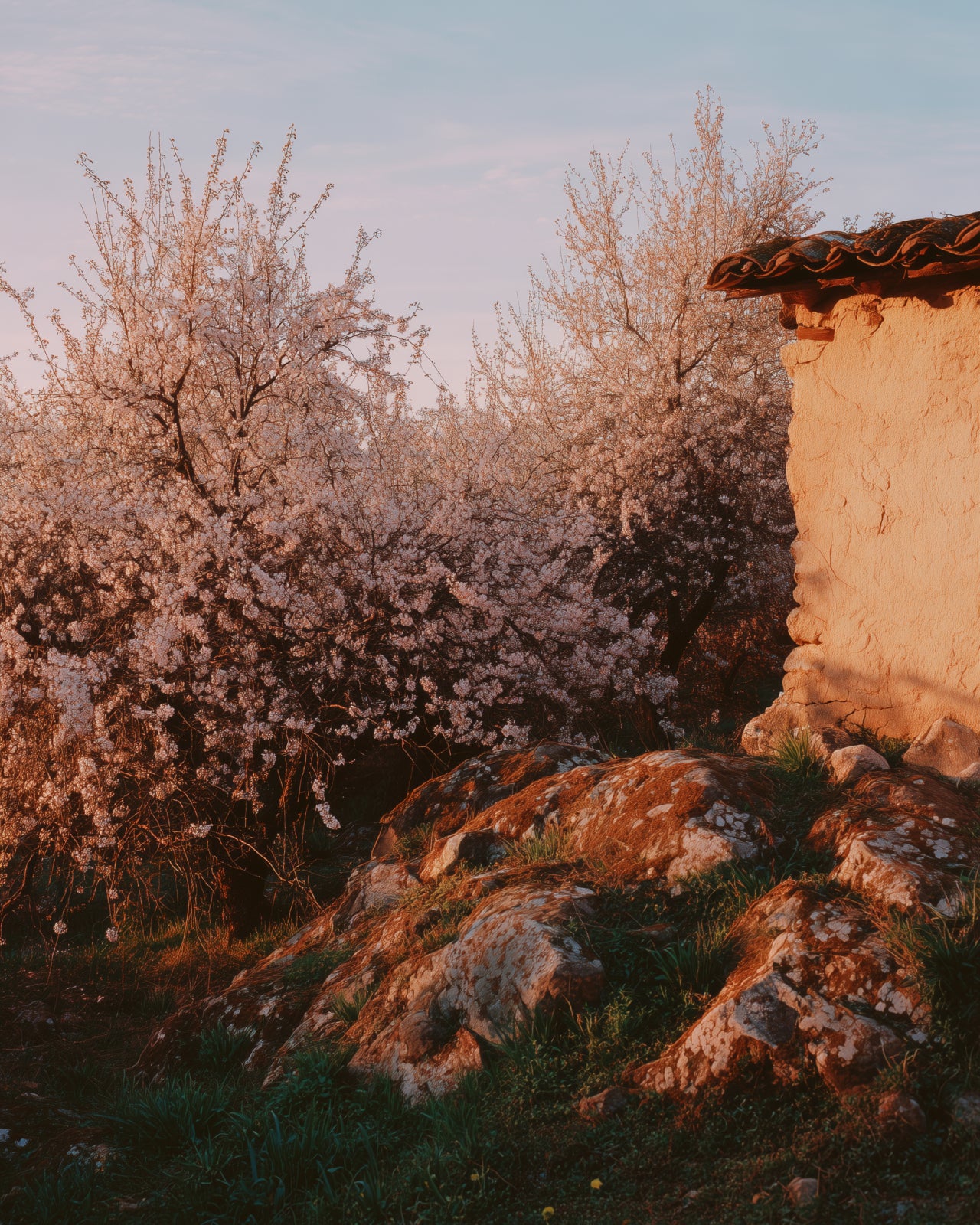 Sun Daughter Botanical Beauty Supplement